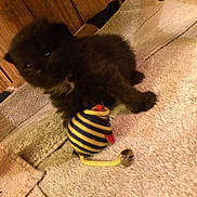 Jax joined the competition — help win amazing prizes! animal, bell, black_cat, cozy, curious, cute, feline, fur, indoor, kitten, paw, pet, playful, resting, small, striped_toy, towel, toy, wooden_wall, young_cat