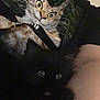 Jax joined the competition — help win amazing prizes! animal, animal_portrait, arm, black_cat, cat, closeup, cozy, cute, dark, dim_lighting, eyes, feline, graphic_tshirt, indoor, mystery, person, pet, shadow, shirt, tshirt