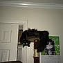 black_cat, cat_tree, indoor, calendar, kitten_photo, door, wall, furniture, pet, animal, glowing_eyes, fluffy_cat, playful, home, cozy, relaxing_cat, upside_down, dark_fur, scratching_post, month_october