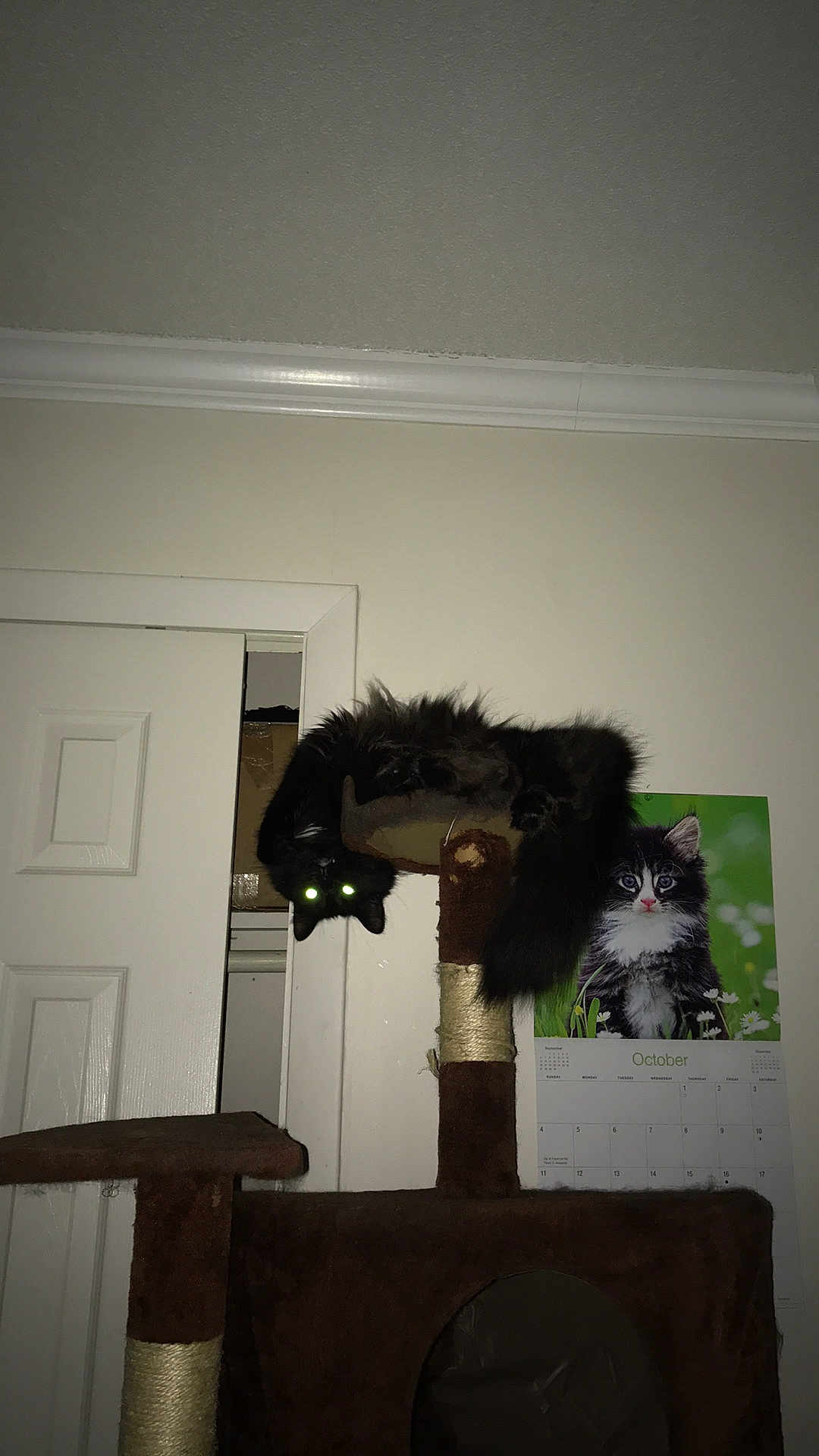 Jax joined the competition — help win amazing prizes! black_cat, cat_tree, indoor, calendar, kitten_photo, door, wall, furniture, pet, animal, glowing_eyes, fluffy_cat, playful, home, cozy, relaxing_cat, upside_down, dark_fur, scratching_post, month_october