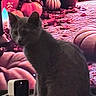 Kassanbabyboy is registered to the contest to win money with this photo: autumn, cat, cat_face, cozy, decor, fall_decor, fur, furniture, gray_cat, indoor, kitten, monitor, pet, pumpkin, security_camera, sitting, smart_camera, table, tv_screen, whiskers