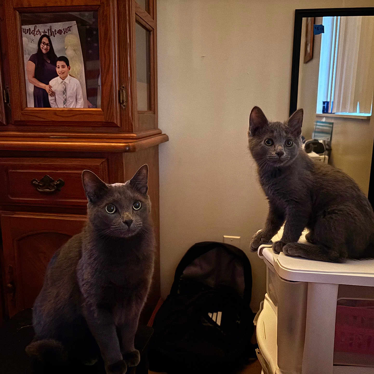 Kassanbabyboy joined the competition — help win amazing prizes! backpack, cat, curious, domestic_animal, drawer, family_photo, furniture, gray_cat, home, indoor, kitten, mirror, pets, photograph, portrait, sitting, storage_container, table, wide_eyes, wooden_dresser