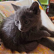 Kassanbabyboy joined the competition — help win amazing prizes! bed, blanket, cat, close_up, cozy, ears, fabric, fire_extinguisher, fur, gray_cat, heater, indoor, kitten, living_room, patterned_textile, paws, pet, portrait, quilt, whiskers