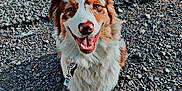 Viego participe au concours pour gagner de l'argent avec cette photo : dog, canine, pet, leash, outdoor, gravel, smiling, happy, fur, sitting, animal, muzzle, ears, tongue, collar, friendly, cute, domestic_animal, nature, playful