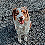 dog, canine, pet, leash, outdoor, gravel, smiling, happy, fur, sitting, animal, muzzle, ears, tongue, collar, friendly, cute, domestic_animal, nature, playful