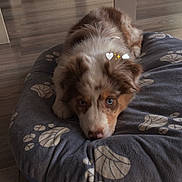 Viego a rejoint le concours — aidez-le/la à gagner de superbes lots ! puppy, dog, bed, indoor, floor, wooden_floor, blue_eyes, pet, animal, resting, cozy, domestic, fur, cute, looking_at_camera, interior, home, paw_prints, soft, adorable