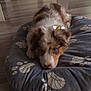 puppy, dog, bed, indoor, floor, wooden_floor, blue_eyes, pet, animal, resting, cozy, domestic, fur, cute, looking_at_camera, interior, home, paw_prints, soft, adorable