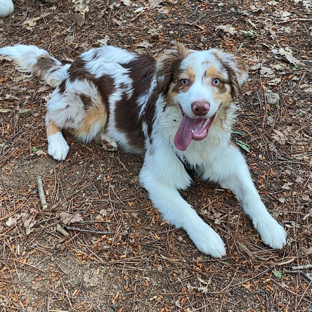 Viego a rejoint le concours — aidez-le/la à gagner de superbes lots ! animal, brown_and_white, canine, dog, eyes, forest, fur, ground, happy, laying_down, leaves, nature, nose, outdoor, paws, person, pet, playful, tongue_out, twigs