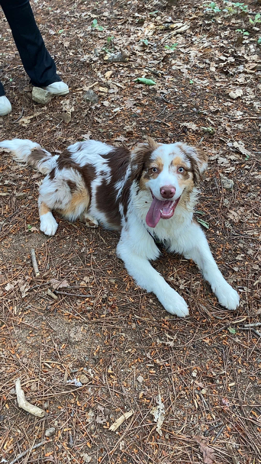 Viego a rejoint le concours — aidez-le/la à gagner de superbes lots ! dog, animal, outdoor, forest, leaves, twigs, ground, happy, tongue_out, brown_and_white, fur, pet, nature, canine, laying_down, playful, eyes, nose, paws, person