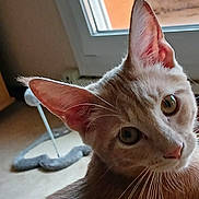 Phoenix a rejoint le concours — aidez-le/la à gagner de superbes lots ! cat, pet, indoor, curious, ears, whiskers, window, toy, feline, closeup, face, animal, brown_fur, domestic_animal, soft_light, portrait, looking, cute, home, furniture