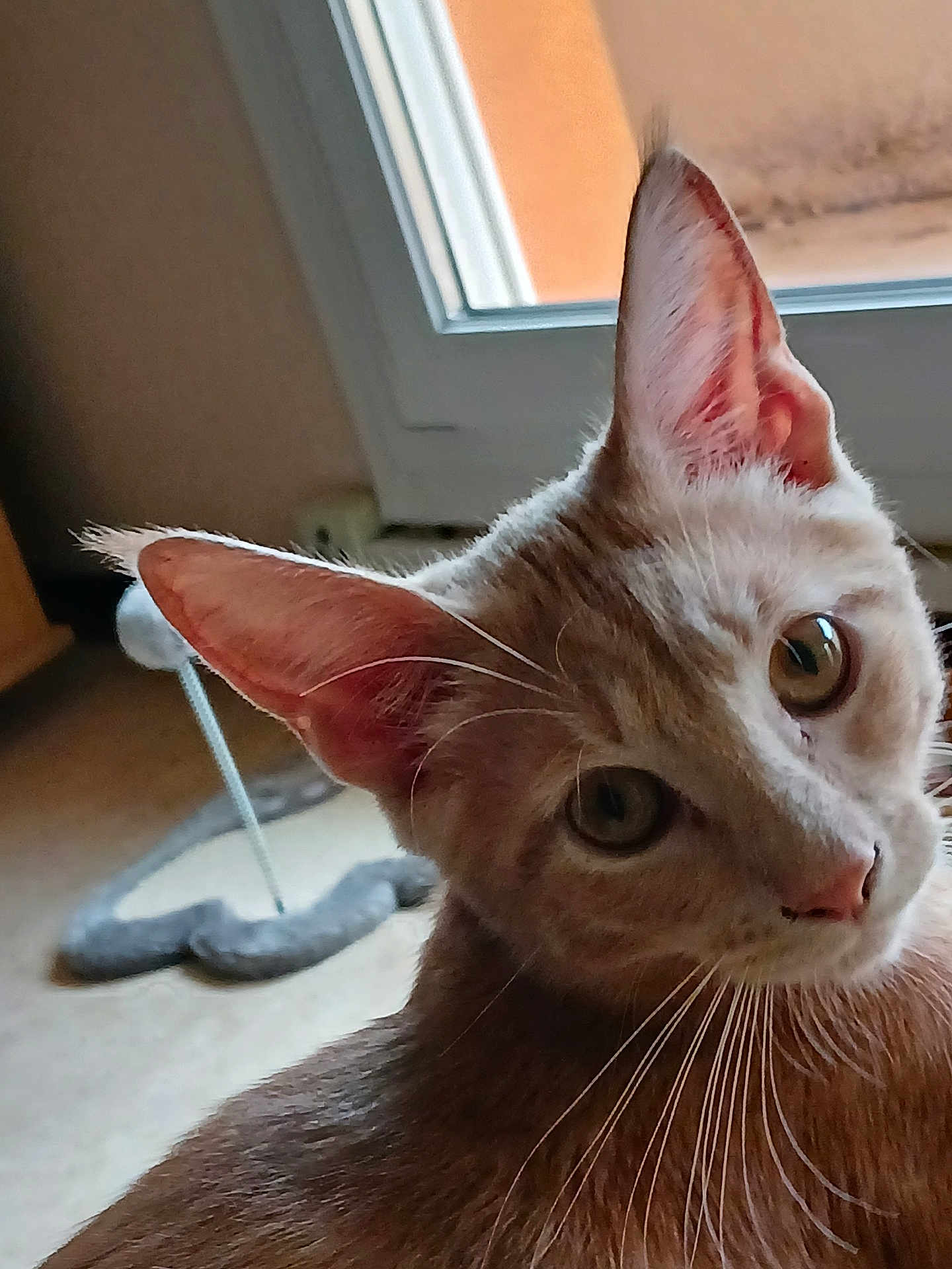 Phoenix a rejoint le concours — aidez-le/la à gagner de superbes lots ! cat, pet, indoor, curious, ears, whiskers, window, toy, feline, closeup, face, animal, brown_fur, domestic_animal, soft_light, portrait, looking, cute, home, furniture