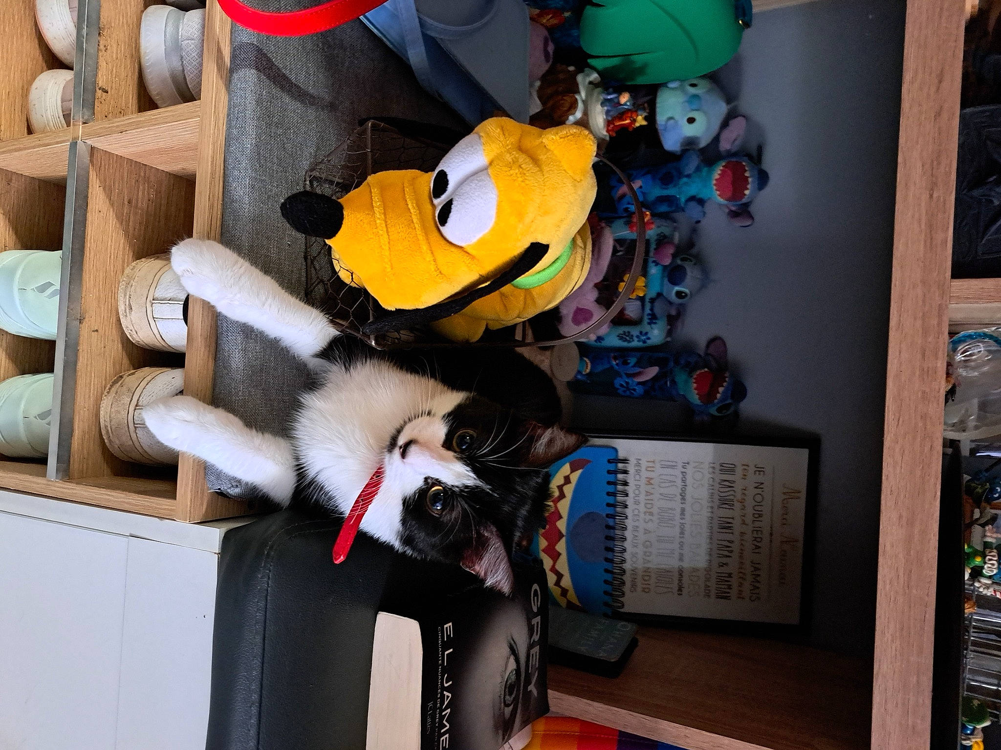 Pandora participe au concours pour gagner de l'argent avec cette photo : carmine, collection, comfort, companion_dog, costume, felidae, fur, hat, machine, personal_protective_equipment, picture_frame, plush, room, shelf, shelving, small_to_medium_sized_cats, stuffed_toy, toy, visual_arts, wood