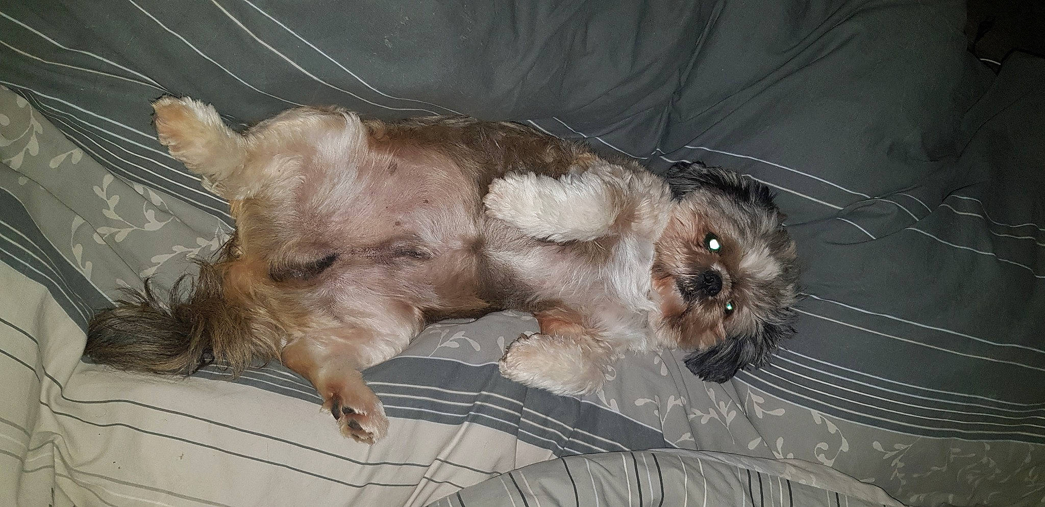 Joker a rejoint le concours — aidez-le/la à gagner de superbes lots ! canidae, carnivore, clock, cockapoo, companion_dog, dog, dog_breed, dog_supply, fawn, fur, liver, paw, puppy, small_terrier, sporting_group, tail, terrier, toy_dog, whiskers, working_animal