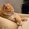 Tobias Alexander is registered to the contest to win money with this photo: cat, orange_cat, sleepy, relaxed, lounging, lying_down, pet, feline, fur, whiskers, ears, paws, pink_nose, indoor, blanket, couch, cozy, living_room, television, portrait