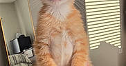 Tobias Alexander is registered to the contest to win money with this photo: cat, kitten, orange_tabby, ginger_cat, pet, animal, feline, whiskers, ears, green_eyes, white_chest, fur, standing, paw, human_hand, bedroom, bed, mirror, window_blinds, portrait