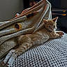 kitten, cat, orange_cat, tabby, animal, pet, feline, lying_down, relaxed, sleepy, paw, whiskers, ears, fur, blanket, bed, cozy, indoor, portrait, home_decor