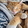 Tobias Alexander joined the competition — help win amazing prizes! cat, kitten, orange_and_white, sleeping, sleepy, closed_eyes, pet, furry, whiskers, pink_nose, pointed_ears, paw, cuddled, blanket, bed, cozy, indoors, close_up, relaxed, portrait