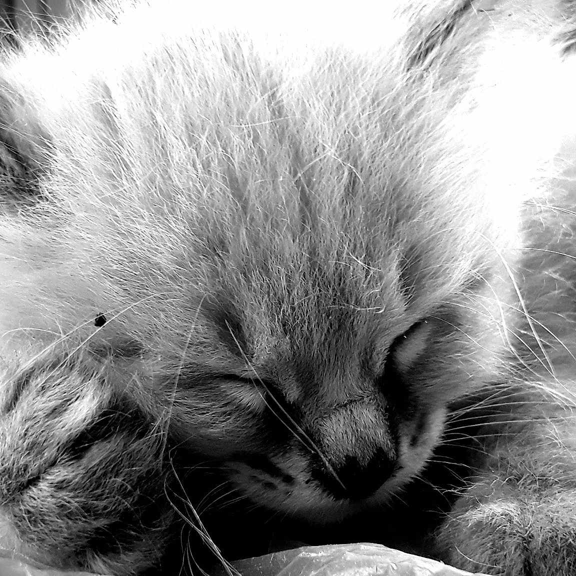 Fluff
