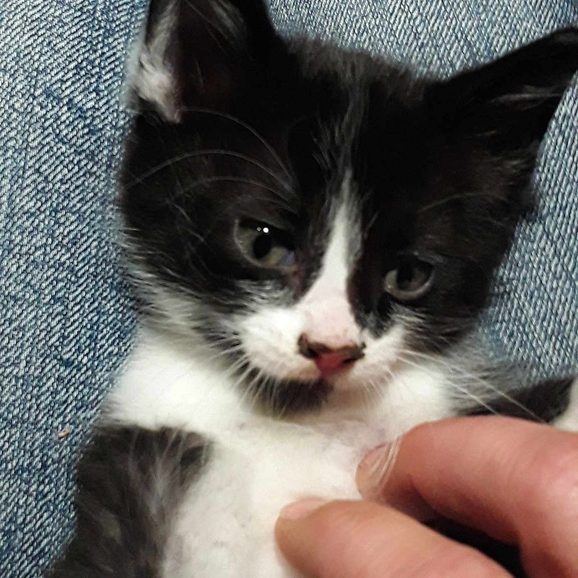 John joined the competition — help win amazing prizes! american_wirehair, black_and_white, carnivore, cat, domestic_long_haired_cat, domestic_short_haired_cat, ear, european_shorthair, felidae, kitten, mammal, norwegian_forest_cat, polydactyl_cat, small_to_medium_sized_cats, snowshoe, vertebrate, whiskers