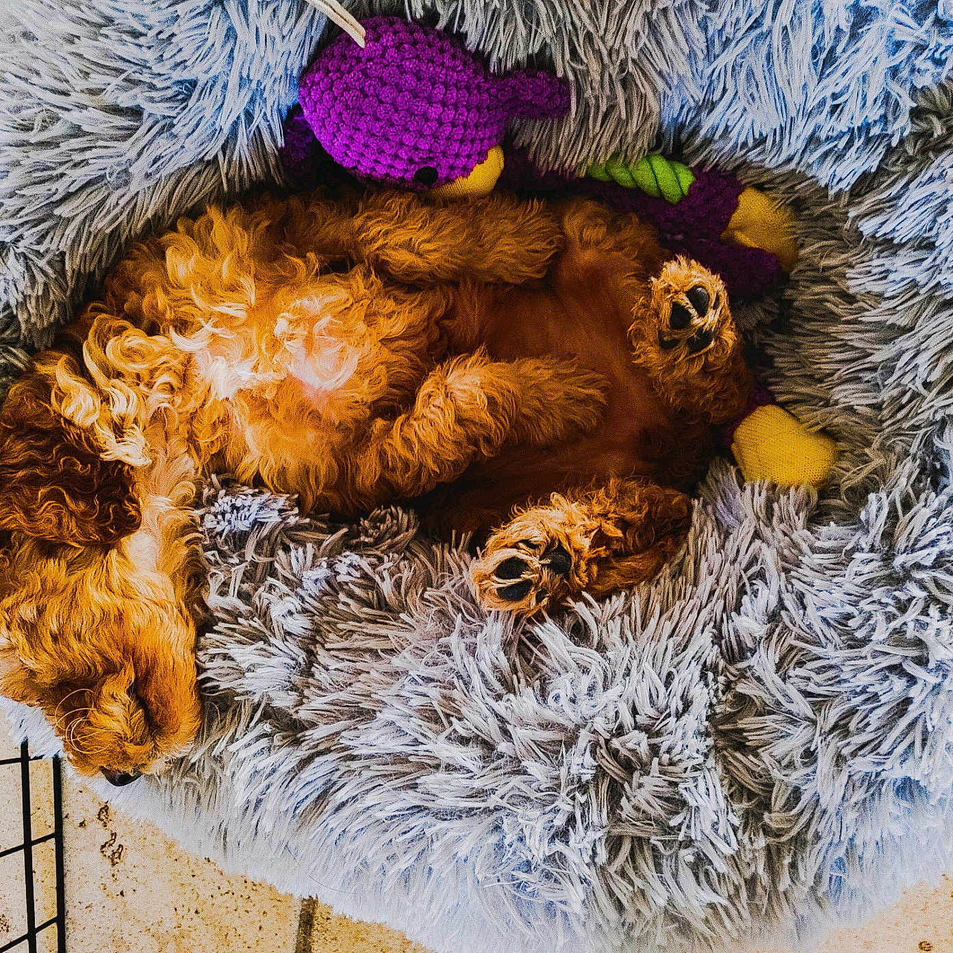 Liberty joined the competition — help win amazing prizes! art, canidae, claw, fawn, felidae, fur, grass, paw, plant, plush, snout, stuffed_toy, tail, teddy_bear, terrestrial_animal, toy, whiskers, wildlife, working_animal