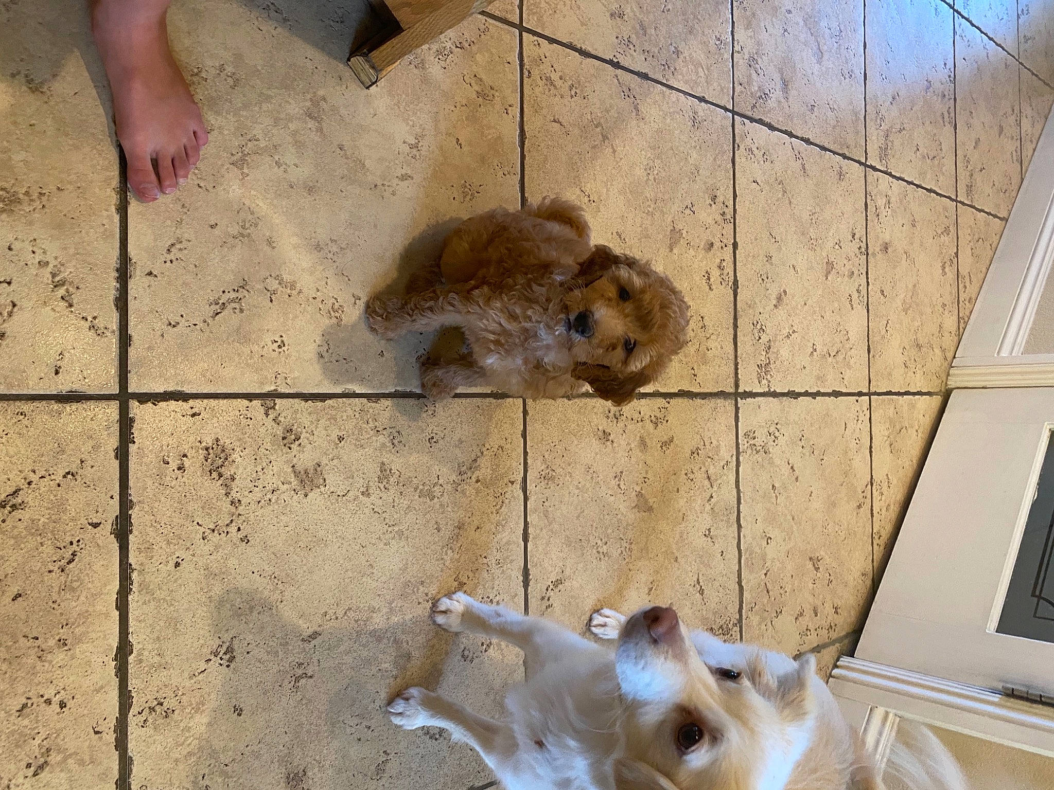 Liberty joined the competition — help win amazing prizes! canidae, capybara, carnivore, companion_dog, dog_breed, fawn, felidae, floor, flooring, fur, muroidea, pet_supply, rodent, small_to_medium_sized_cats, snout, sporting_group, tail, terrestrial_animal, whiskers, wood