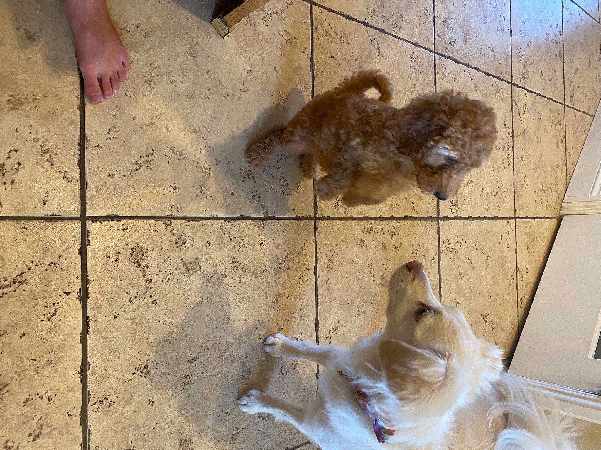 Liberty is registered to the contest to win money with this photo: canidae, carnivore, companion_dog, concrete, dog, dog_breed, fawn, felidae, floor, flooring, fur, road_surface, sidewalk, small_to_medium_sized_cats, snout, soil, sporting_group, tail, terrestrial_animal, wood