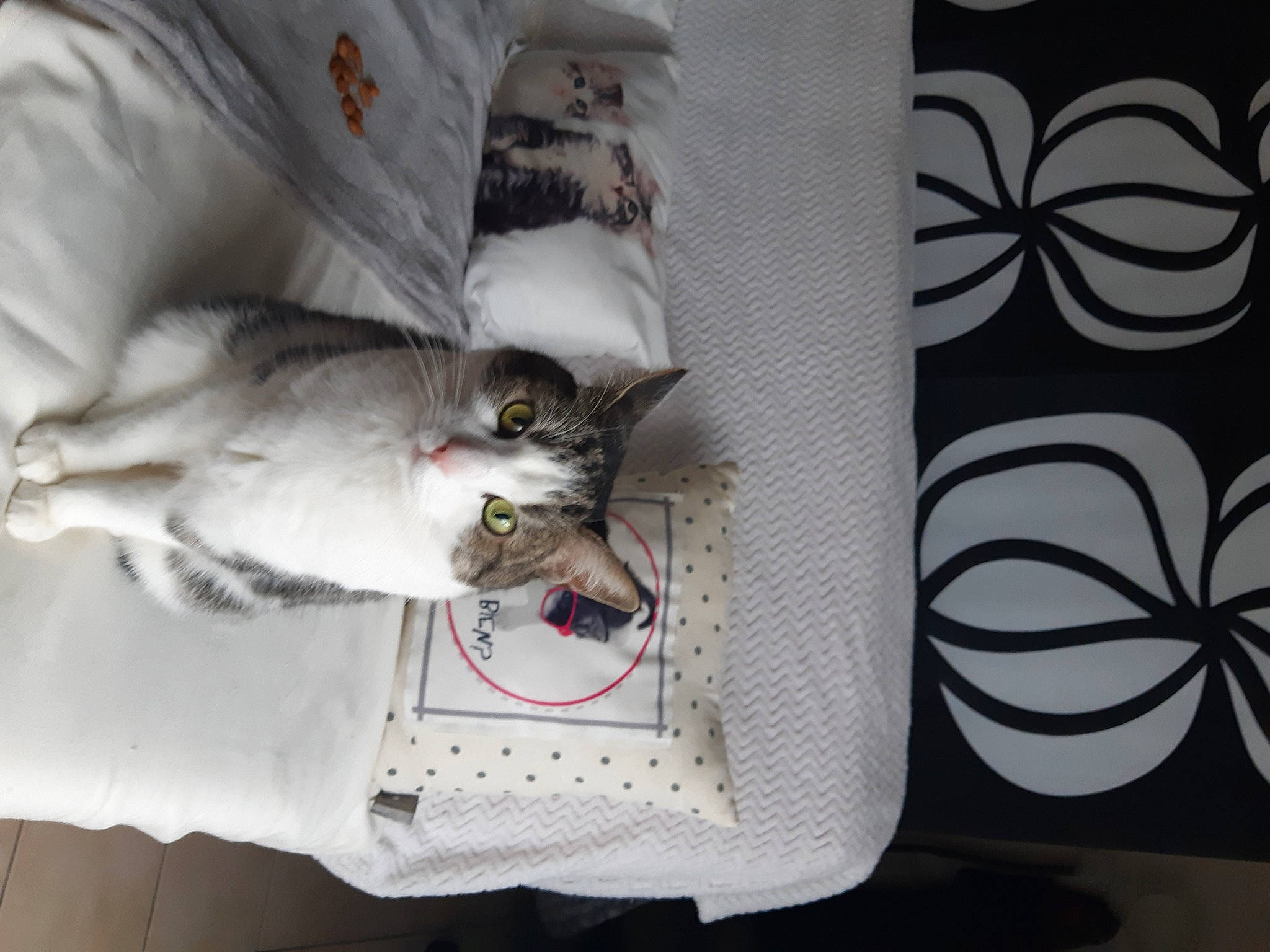 Muse a rejoint le concours — aidez-le/la à gagner de superbes lots ! bag, carnivore, cat, comfort, domestic_short_haired_cat, felidae, font, fur, grey, linens, paper, paper_product, pattern, rectangle, room, small_to_medium_sized_cats, tail, textile, whiskers, wire