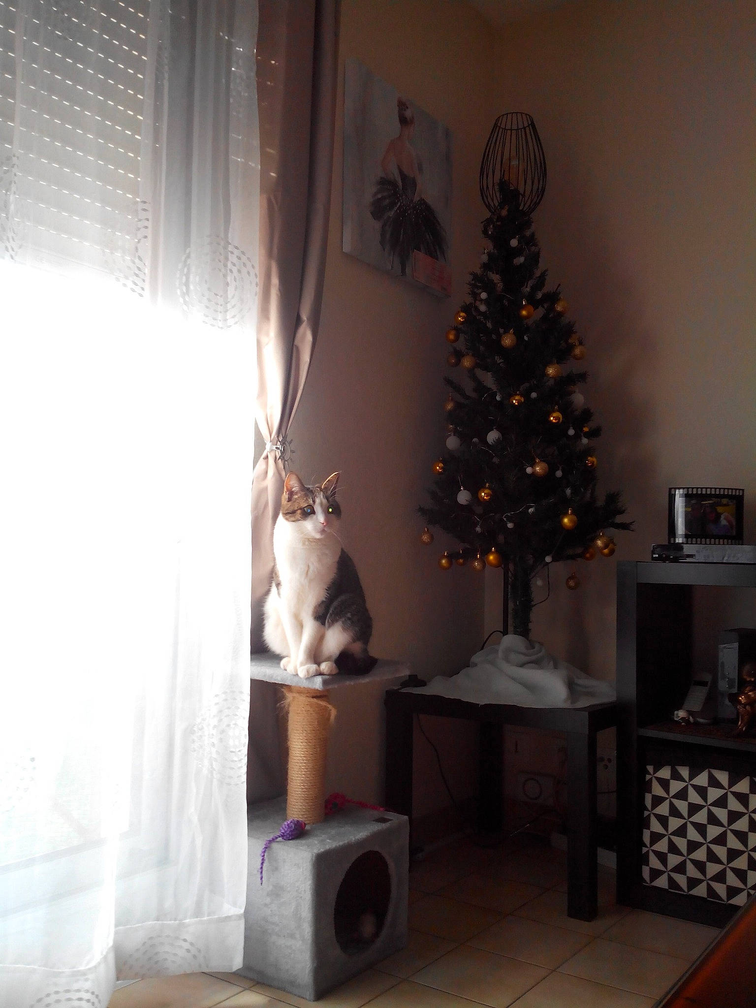 Muse participe au concours pour gagner de l'argent avec cette photo : bookcase, carnivore, cat, christmas_decoration, christmas_ornament, christmas_tree, curtain, evergreen, felidae, grey, hardwood, holiday_ornament, interior_design, living_room, ornament, plant, tints_and_shades, tree, window, wood