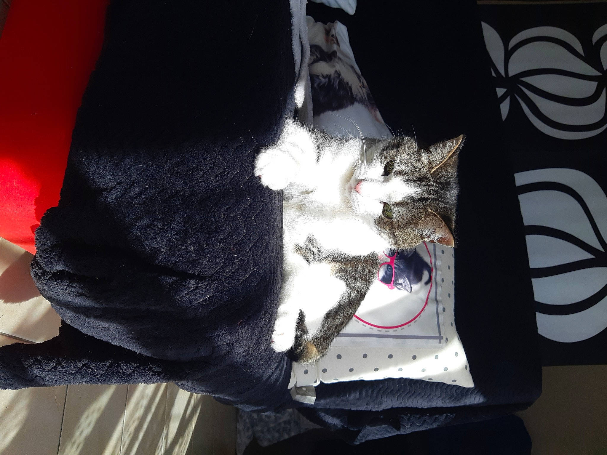 Muse participe au concours pour gagner de l'argent avec cette photo : bag, baggage, carmine, carnivore, cat, comfort, dog_breed, domestic_short_haired_cat, fashion_accessory, felidae, fur, grey, human_leg, lap, luggage_and_bags, small_to_medium_sized_cats, sporting_group, tail, walking_shoe, whiskers