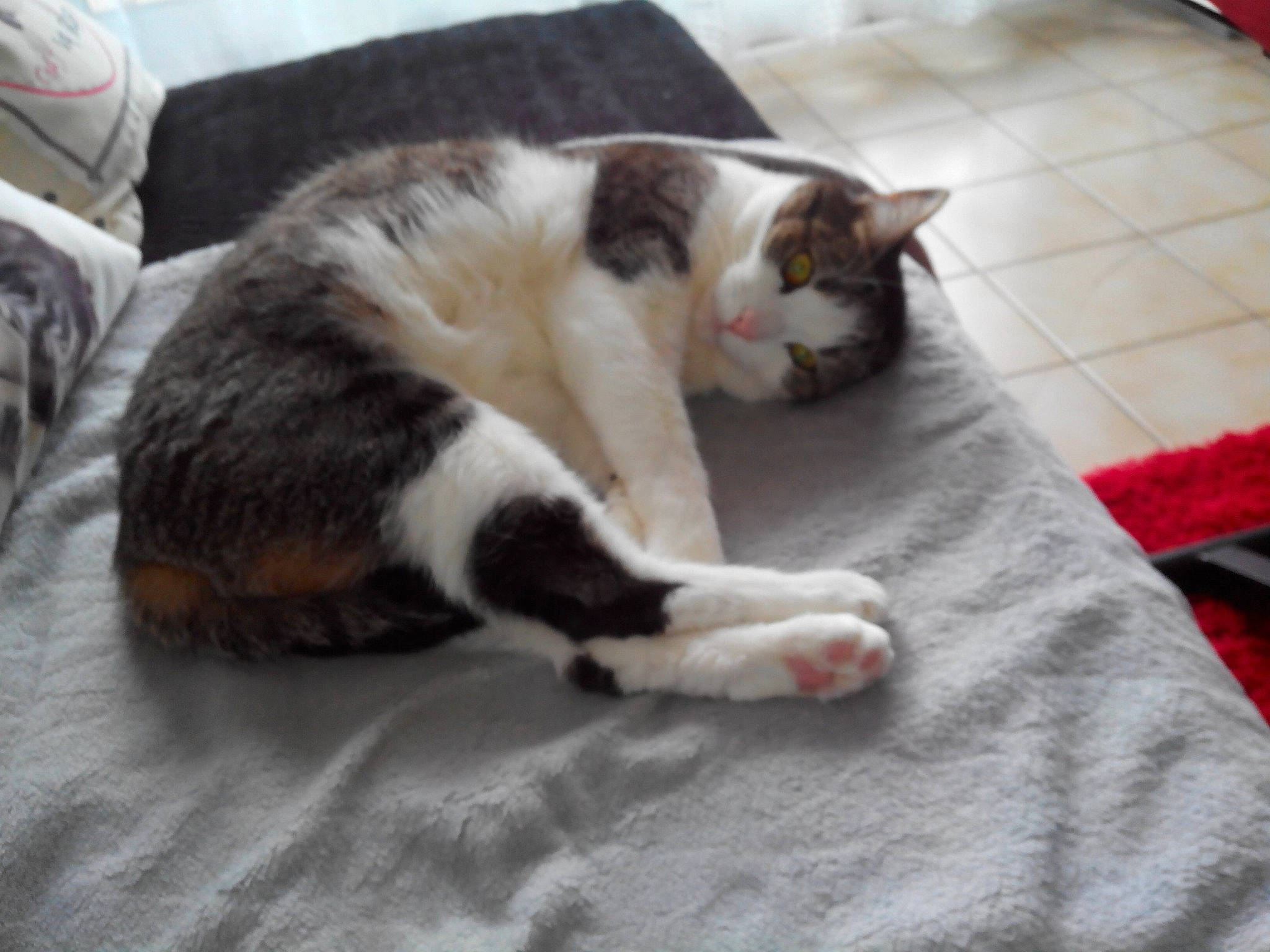 Muse a rejoint le concours — aidez-le/la à gagner de superbes lots ! canidae, carnivore, cat, cat_supply, claw, comfort, domestic_short_haired_cat, felidae, flooring, fur, hardwood, linens, paw, small_to_medium_sized_cats, snout, tail, whiskers, wood