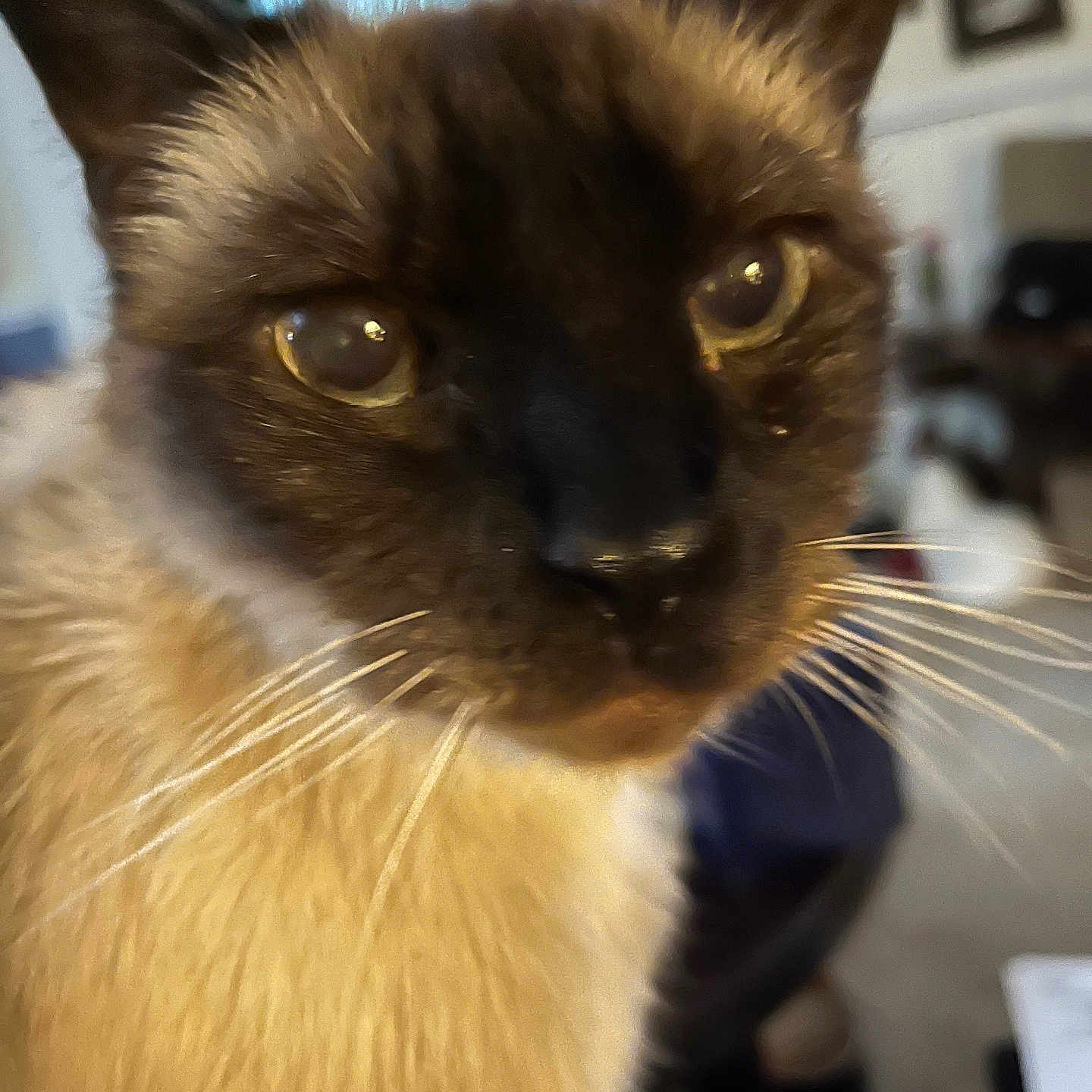 Mystie is registered to the contest to win money with this photo: abyssinian, animal, blackcat, cat, kitten, manx, pet, siamese