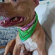 Zeus participe au concours pour gagner de l'argent avec cette photo : animal, bandana, blanket, brown_dog, canine, closeup, comfort, couch, dog, ears, fur, happy, indoor, mouth_open, pet, portrait, sitting, teeth, tongue_out, white_chest