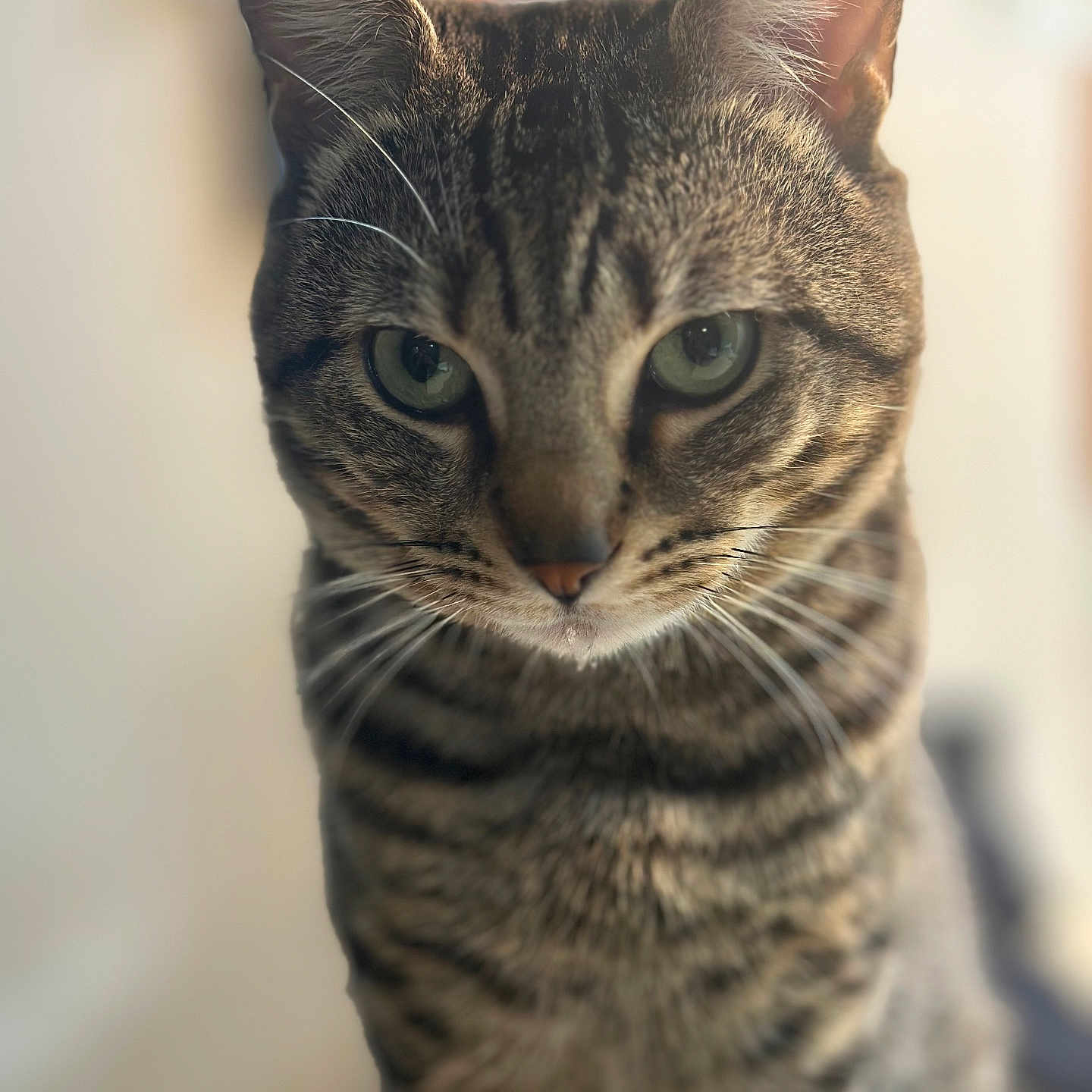 Leo joined the competition — help win amazing prizes! abyssinian, animal, cat, egyptiancat, kitten, manx, pet