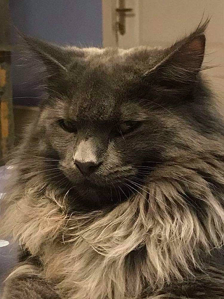 Oligan