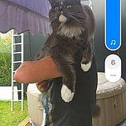 Pixel participe au concours pour gagner de l'argent avec cette photo : black_cat, box, carnivore, cat, costume, domestic_short_haired_cat, electric_blue, felidae, fur, grass, outdoor_furniture, personal_protective_equipment, small_to_medium_sized_cats, snout, tail, whiskers