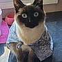 cat, siamese_cat, bandana, pet, indoor, kitchen_counter, curious, blue_eyes, whiskers, ears, feline, animal, domestic, sitting, looking_at_camera, closeup, fur, cute, animal_portrait, household