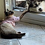 cat, dog, siamese_cat, husky, window, tile_floor, pet_clothing, indoor, resting, paw_touch, curious, animal_friendship, feline, canine, light, daylight, domestic_animals, cute, relaxed, pet
