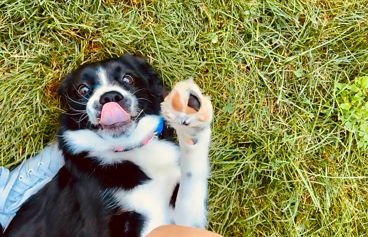 Ziggy is registered to the contest to win money with this photo: canidae, carnivore, companion_dog, dog, dog_breed, fawn, fur, grass, guard_dog, happy, landseer, people_in_nature, plant, puppy_love, sitting, snout, sporting_group, whiskers, working_animal, working_dog