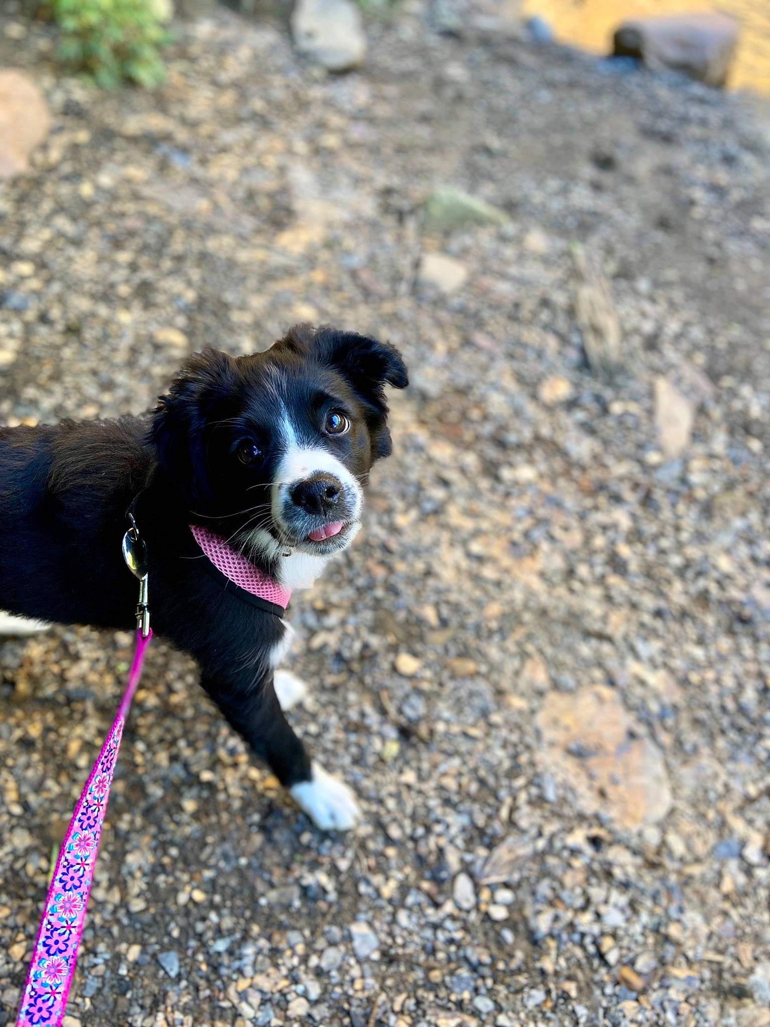 Ziggy is registered to the contest to win money with this photo: carnivore, collar, companion_dog, dog, dog_breed, dog_collar, fashion_accessory, grass, herding_dog, leash, plant, road_surface, shadow, soil, sporting_group, tail, tree, walking, whiskers, working_animal