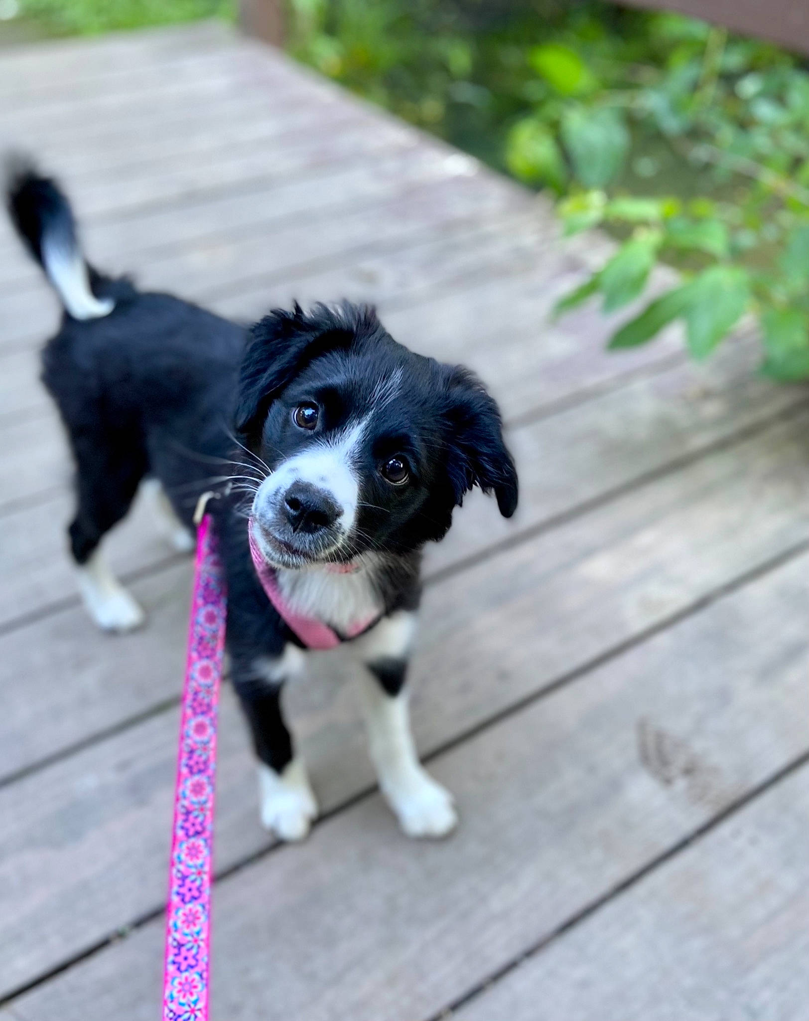 Ziggy is registered to the contest to win money with this photo: canidae, carnivore, collar, companion_dog, dog, dog_breed, dog_collar, electric_blue, grass, hardwood, plant, recreation, spaniel, sporting_group, toy_dog, whiskers, wood, working_animal, working_dog