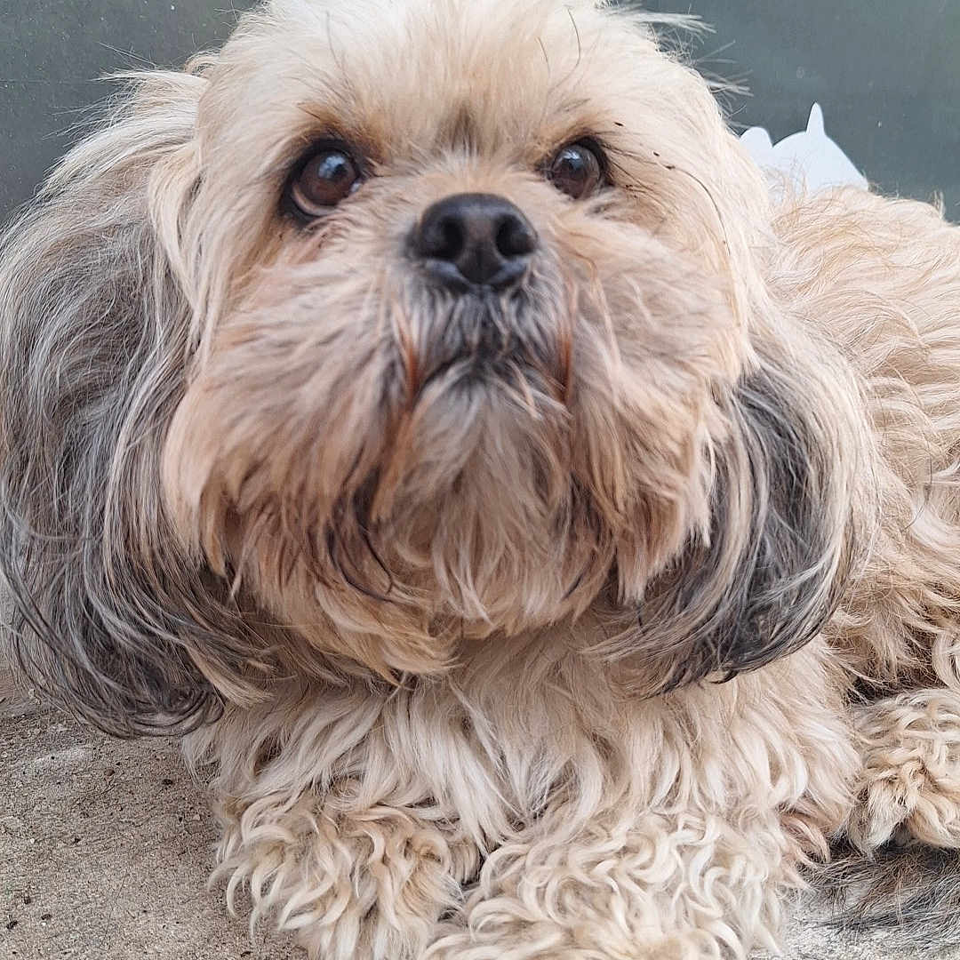 Roudy a rejoint le concours — aidez-le/la à gagner de superbes lots ! affenpinscher, animal, bodypart, canine, cockerspaniel, dog, face, head, hound, mouth, person, pet, photography, poodle, portrait, puppy, rock, sleeping, terrier, whitedog