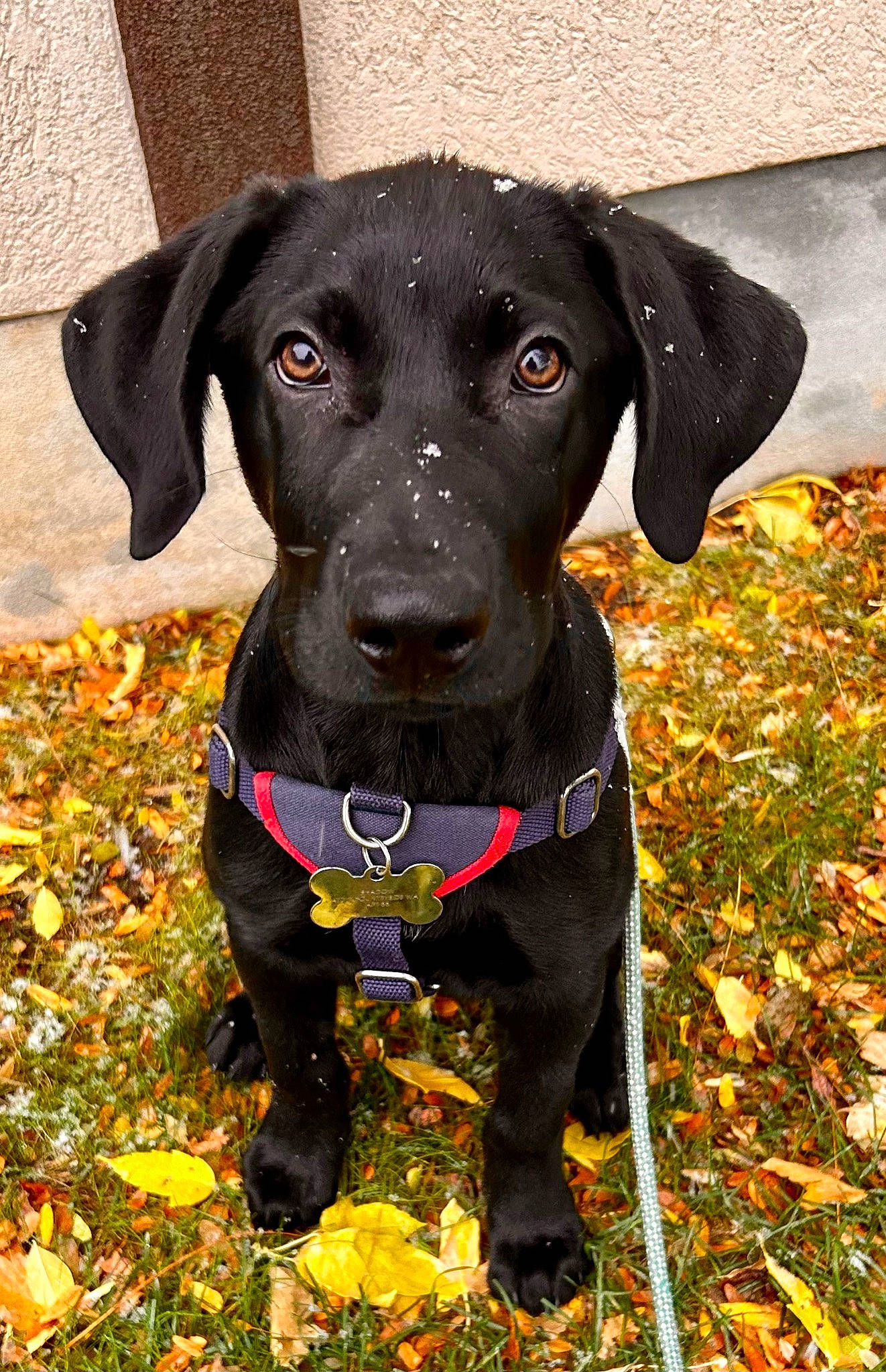 Shadow is registered to the contest to win money with this photo: borador, canidae, carnivore, collar, companion_dog, dog, dog_breed, dog_collar, dog_supply, fawn, grass, guard_dog, gun_dog, liver, personal_protective_equipment, pet_supply, plant, snout, sporting_group, working_animal