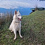 Phantom participe au concours pour gagner de l'argent avec cette photo : animal, calm, canine, clouds, collar, daytime, dog, grass, happy_dog, lake, landscape, nature, outdoor, peaceful, reflection, sitting, sky, trees, water, white_dog