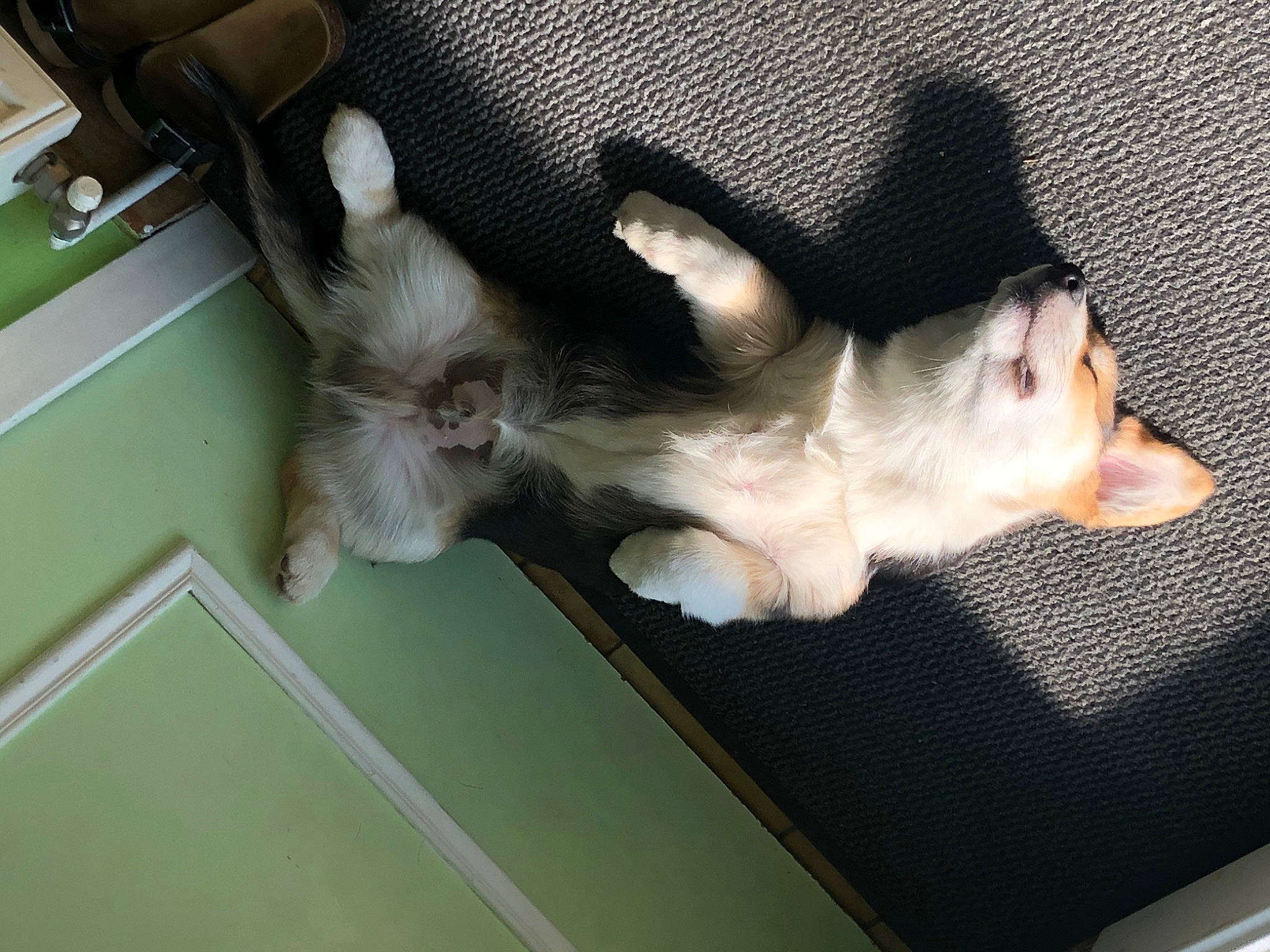 Sensei a rejoint le concours — aidez-le/la à gagner de superbes lots ! canidae, carnivore, companion_dog, dog, dog_breed, fawn, felidae, fur, mammal, non_sporting_group, paw, puppy, small_to_medium_sized_cats, sporting_group, tail, toy_dog, vertebrate, whiskers