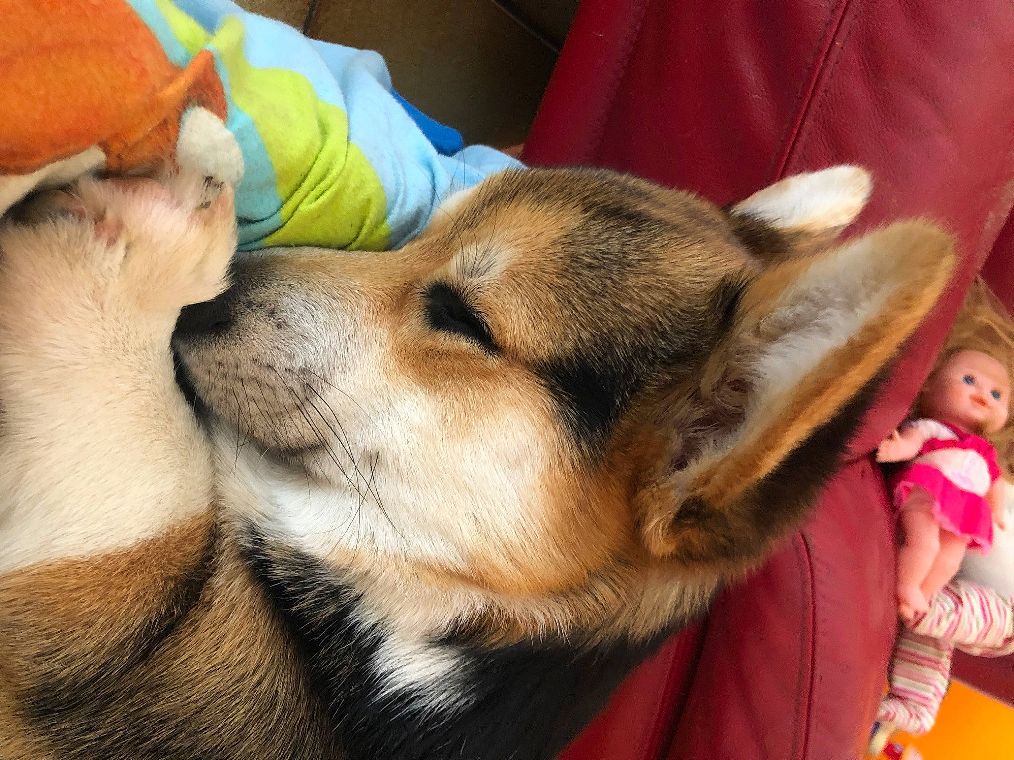 Sensei a rejoint le concours — aidez-le/la à gagner de superbes lots ! baby, canidae, carnivore, companion_dog, dog, dog_breed, fawn, fur, mammal, pomeranian, snout, spitz, sporting_group, toddler, toy, vertebrate, waste_container, whiskers, wildlife, working_dog