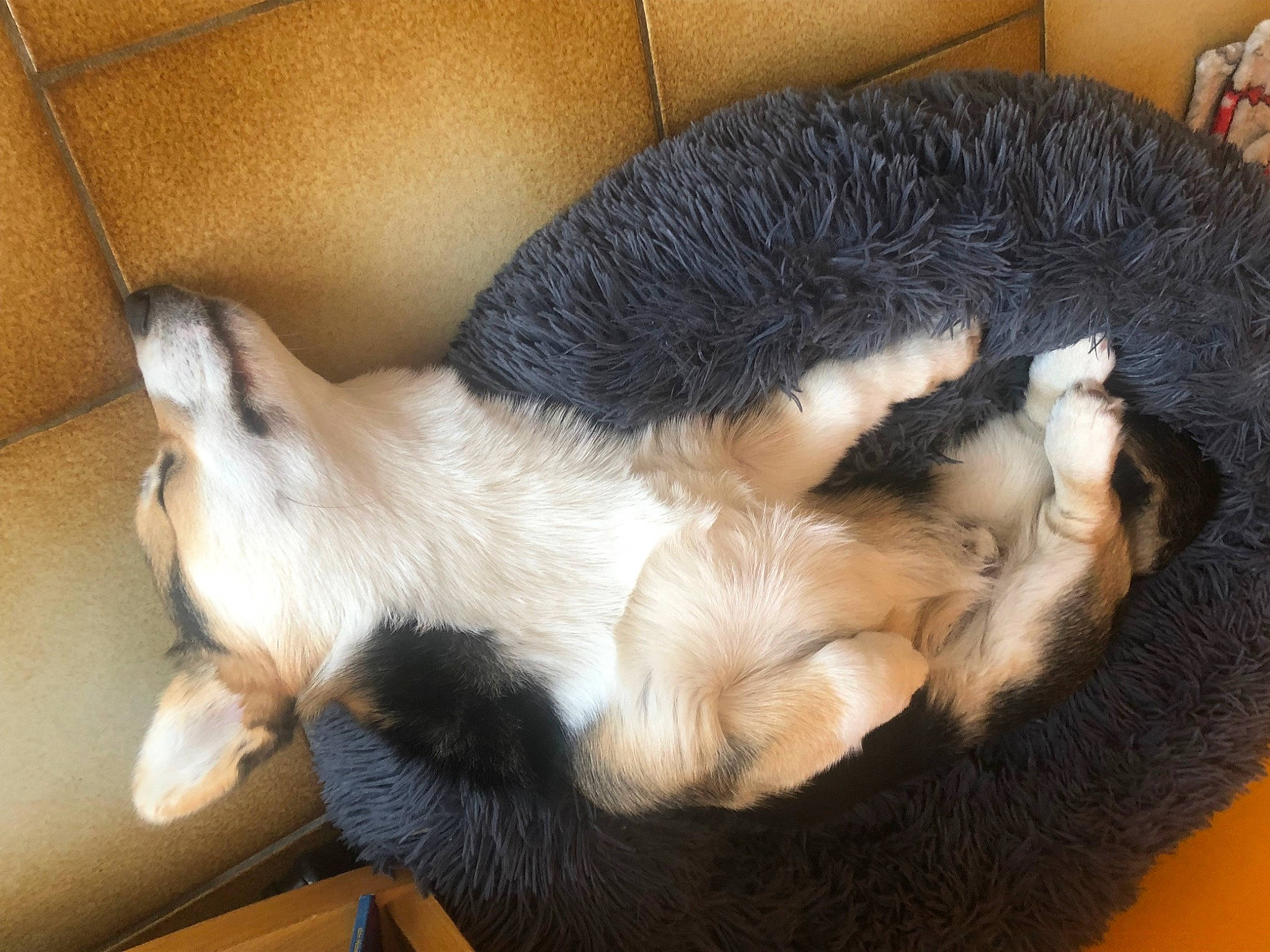 Sensei participe au concours pour gagner de l'argent avec cette photo : canidae, carnivore, cat, cat_bed, cat_supply, claw, comfort, companion_dog, dog_breed, domestic_short_haired_cat, fawn, felidae, fur, nap, paw, small_to_medium_sized_cats, snout, sporting_group, tail, whiskers