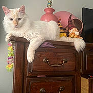 Kuromi joined the competition — help win amazing prizes! casual, cat, colorful, cozy, decor, dresser, feline, figurine, fluffy, gnome, indoor, lamp, lei, paw, pet, relaxed, tail, whimsical, white_cat, wooden_furniture