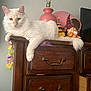 casual, cat, colorful, cozy, decor, dresser, feline, figurine, fluffy, gnome, indoor, lamp, lei, paw, pet, relaxed, tail, whimsical, white_cat, wooden_furniture