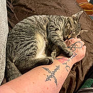 Whisper is registered to the contest to win money with this photo: cat, tabby, sleeping, tattoo, arm, hand, bed, blanket, indoor, cozy, pet, animal, resting, fur, paw, human, skin, comfort, relaxation, closeup