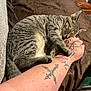 cat, tabby, sleeping, tattoo, arm, hand, bed, blanket, indoor, cozy, pet, animal, resting, fur, paw, human, skin, comfort, relaxation, closeup